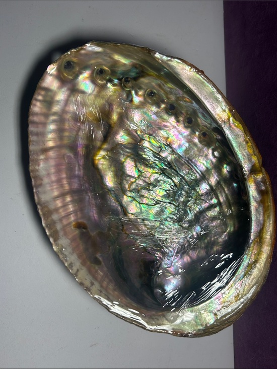 Zen Spiritz Other - Abalone shell for smudging or as a beautiful coffee table accent!